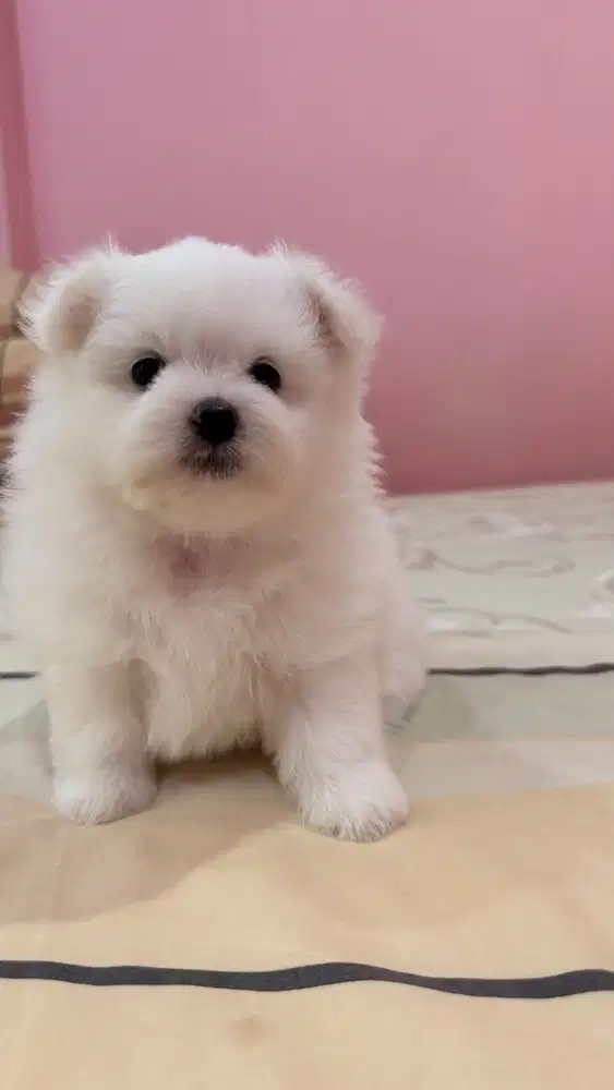 Puppiee Pom Mix Bichon