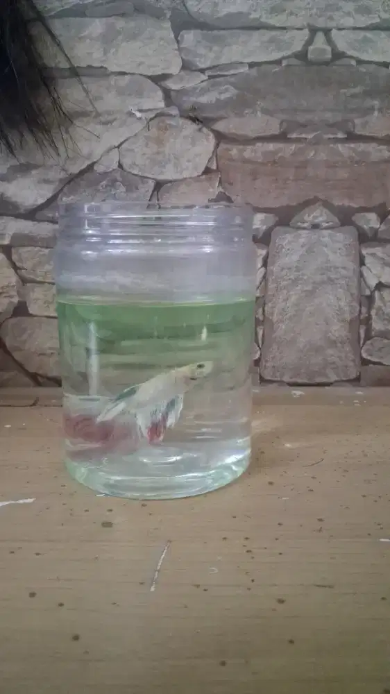 Ikan cupang peach pink sirip merah