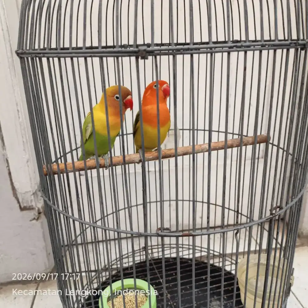 Love Bird sejodo