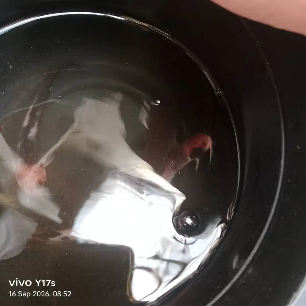Jual ikan lele sapi