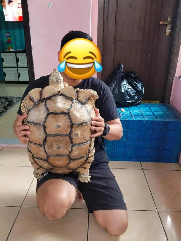 Jual kura kura Sulcata Murah