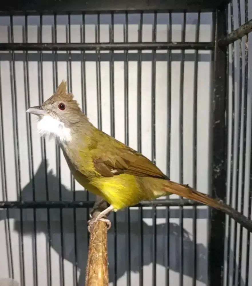 ikut jual burung cucak jenggot jawabarat mulus