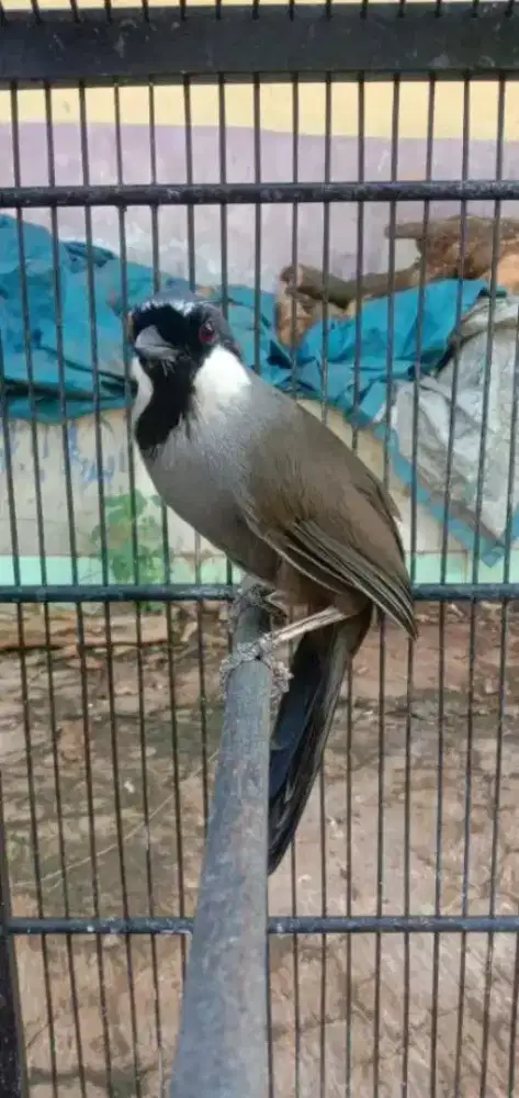 ikut jual burung poksay hongkong jantan sudaj rajin bunyi