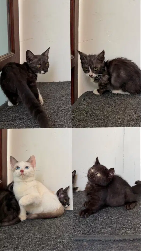Kucing Munchkin short hair betin 4 ekor ( 3 Standard, 1 Ns ) Borongan