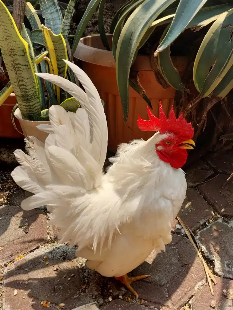 Ayam Kate Jantan Putih Polos Usia Muda
