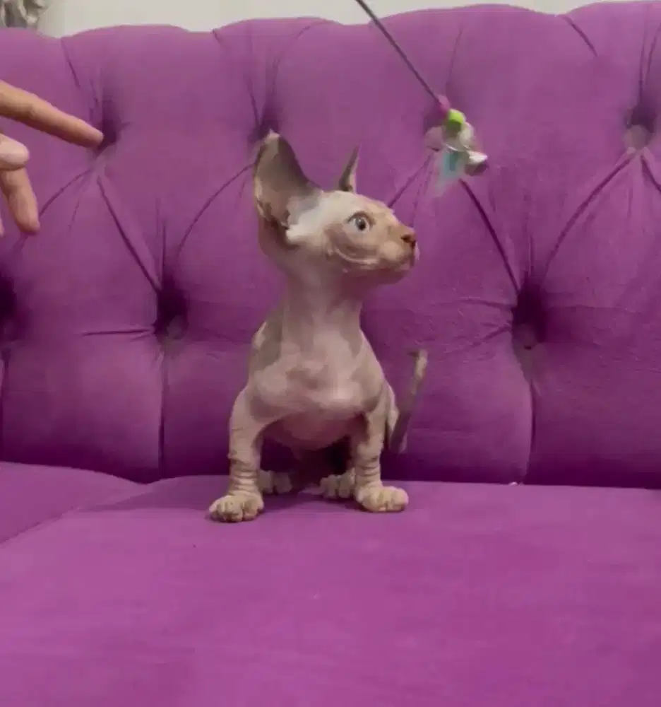 Bambino betina sphynx cebol spink spinx
