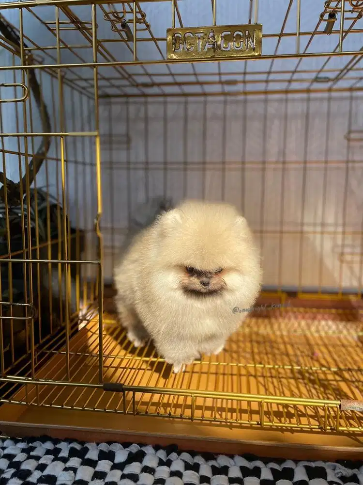 Pomeranian Betina
