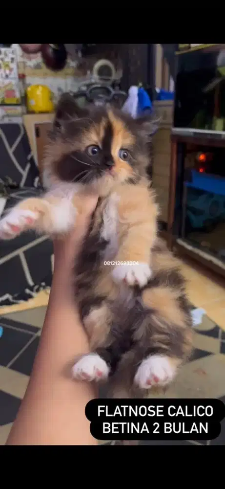 Kucing flatnose calico