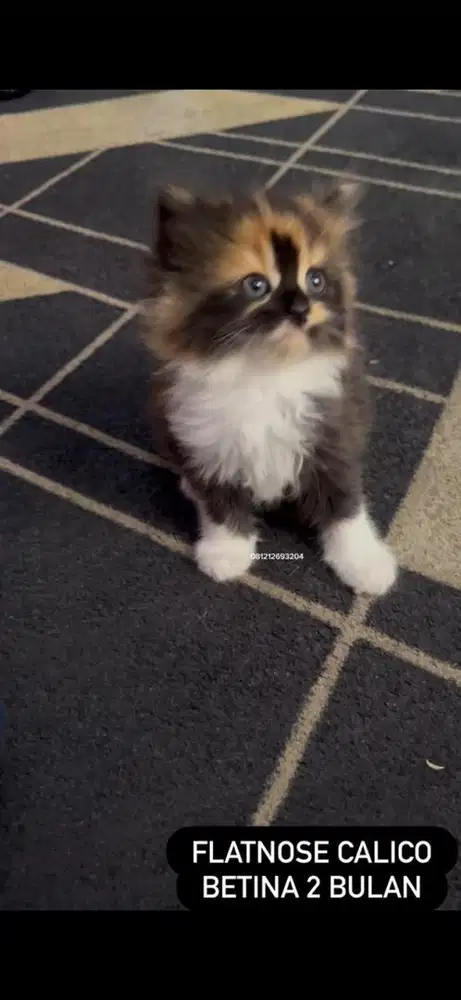Kucing flatnose calico