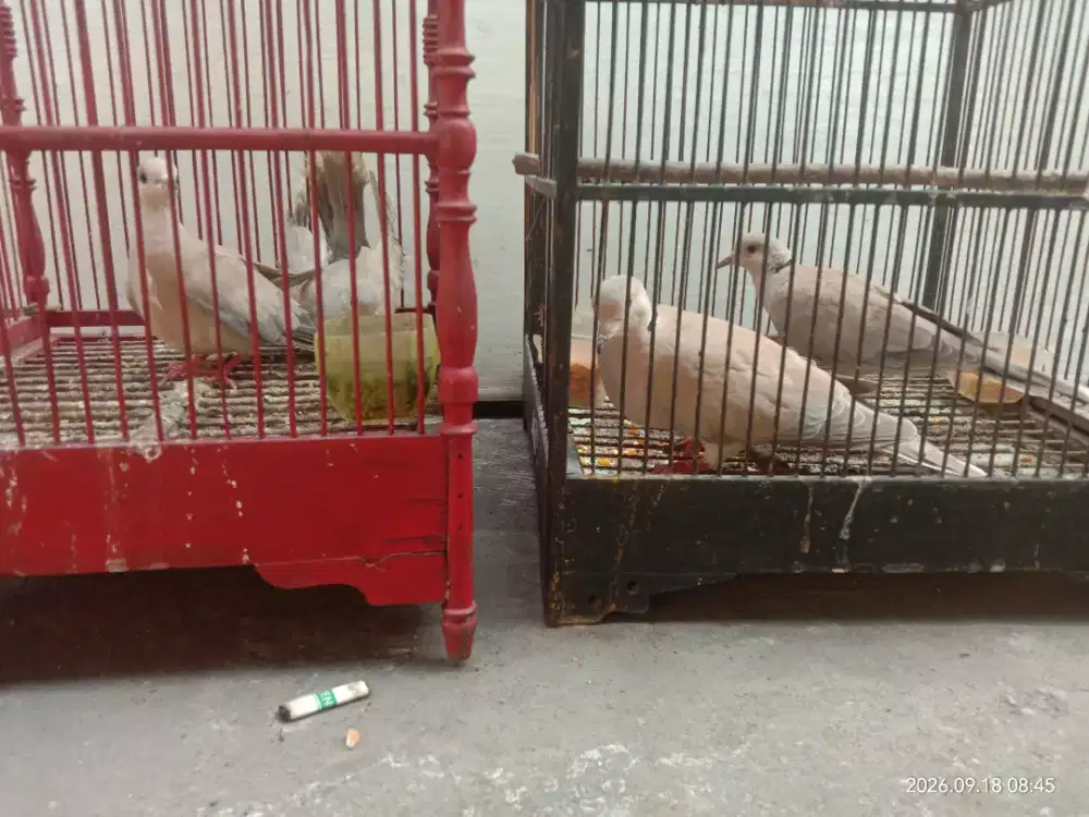 3 burung puter muda