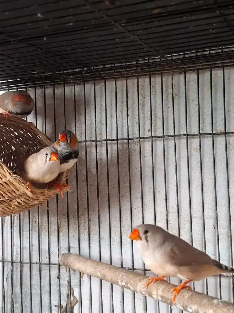 Zebra finch 2 pasang