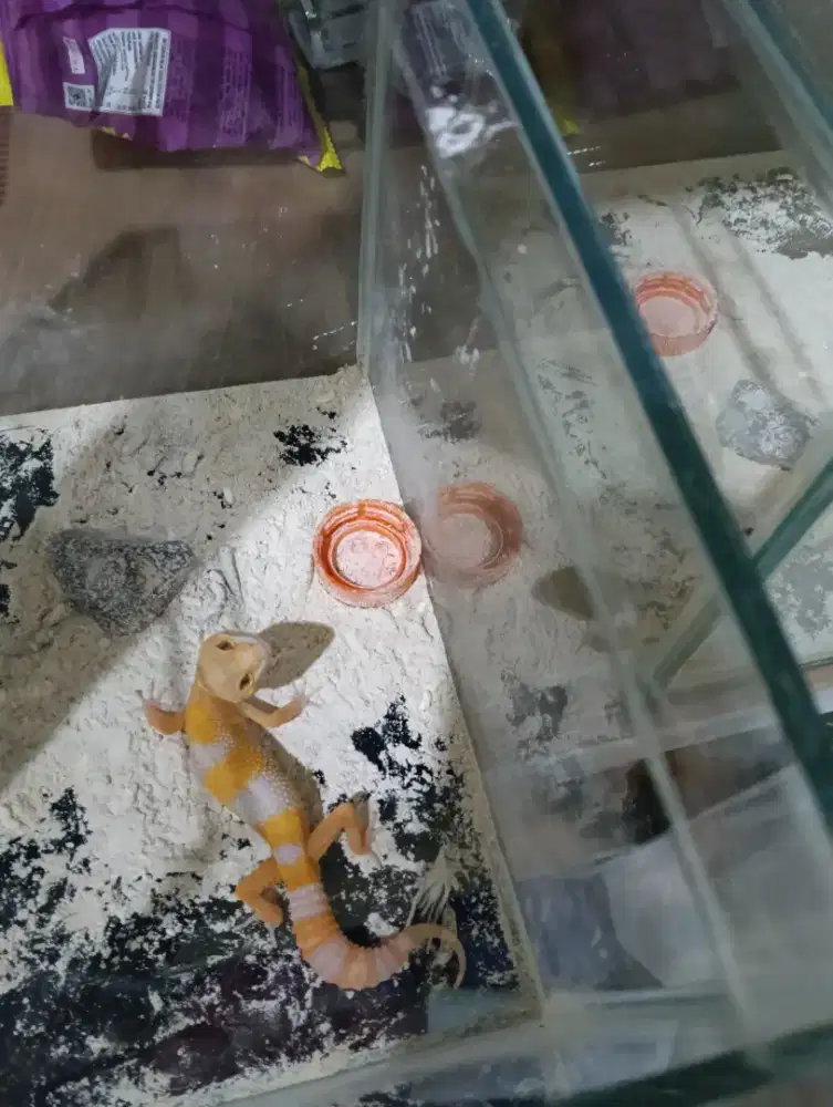 Baby leopard gecko
