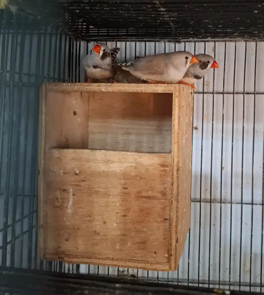 Zebra finch 2 pasang