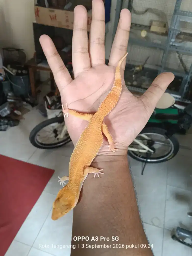 Leopard gecko betina