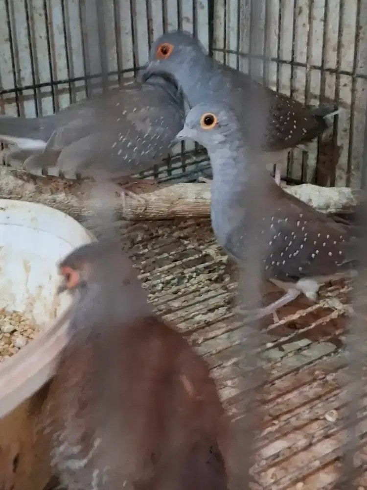 Diamond dove / perkutut australia