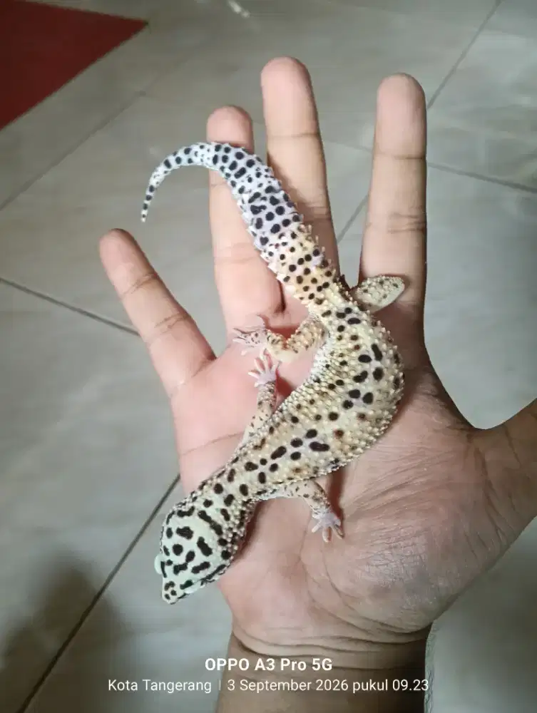 Leopard gecko betina