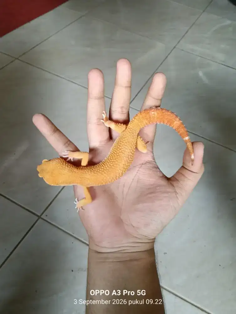 Leopard gecko jantan sunglow
