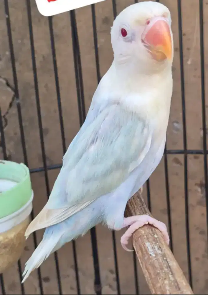 Lovebird PF Blue