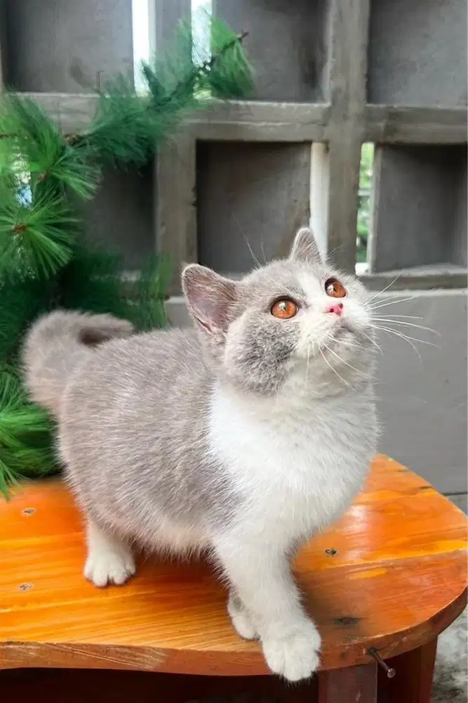 British shorthair import