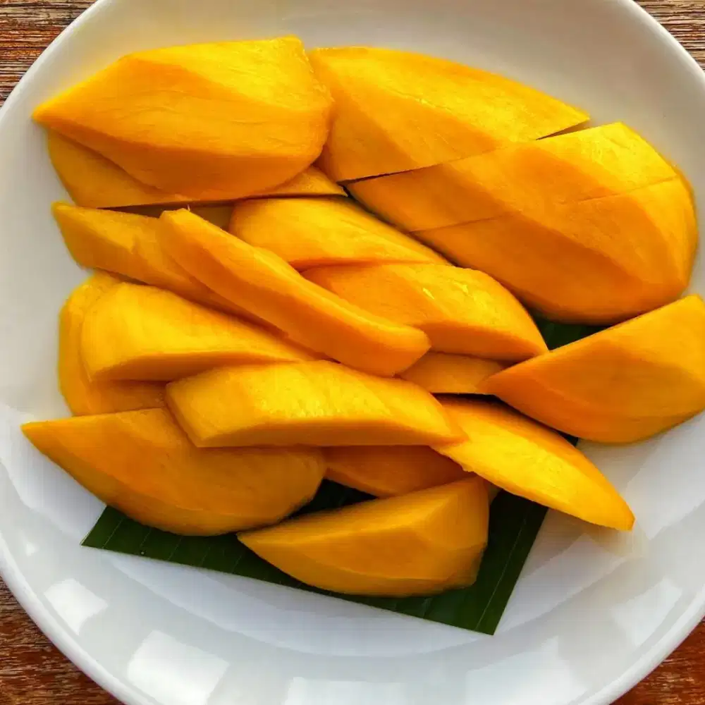 Bibit Mangga Jawa, besar (jumbo)
