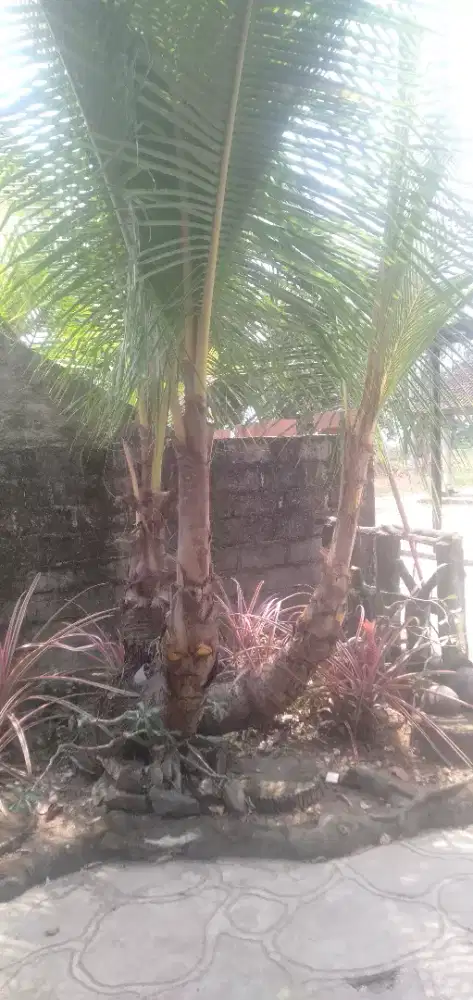 Bonsai kelapa cabang 3
