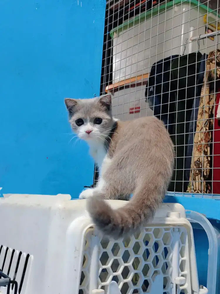 Gaelic Fold Bico Fawn Munchkin BSH Scottish Fold Betina Kitten