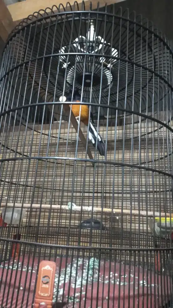 Burung murai batu