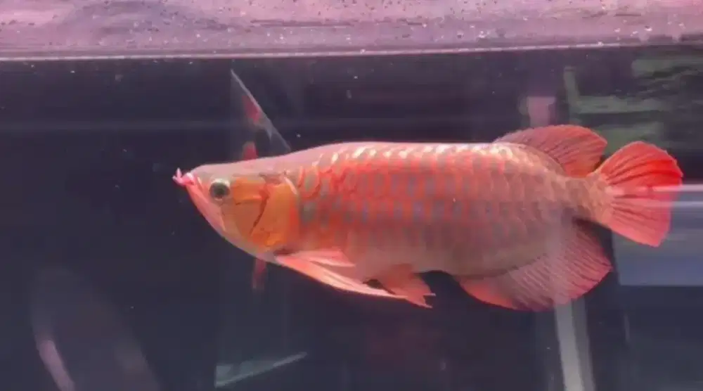 Arwana super red