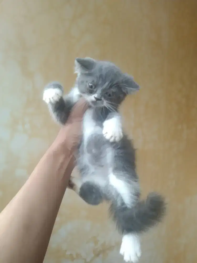 Bsh mix peaknsoe  betina  usia 2,5  bulan gembul
