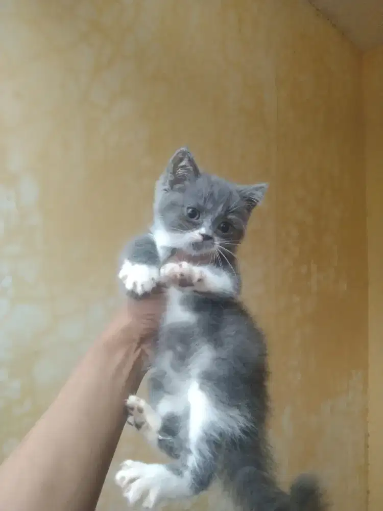 Bsh mix peaknsoe  betina  usia 2,5  bulan gembul