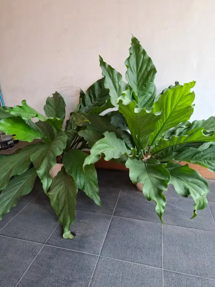 Tanaman Hias Gelombang Cinta, borong  2 Pot