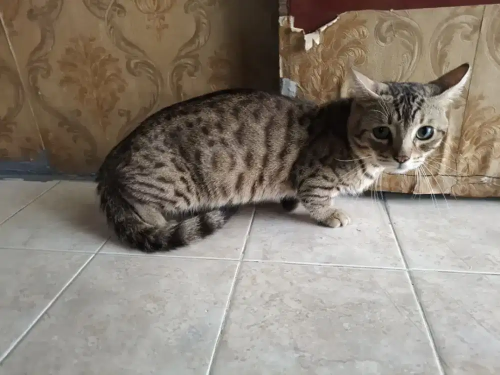 Munchkin jantan 10 bulan