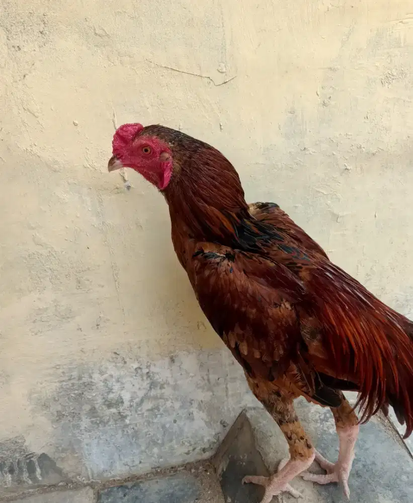 Ayam janggar 5 bulan