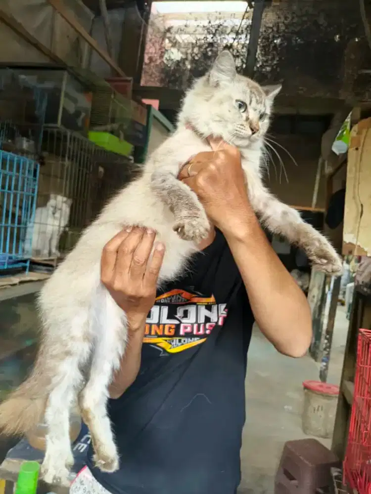 Kucing siam 7 bulan