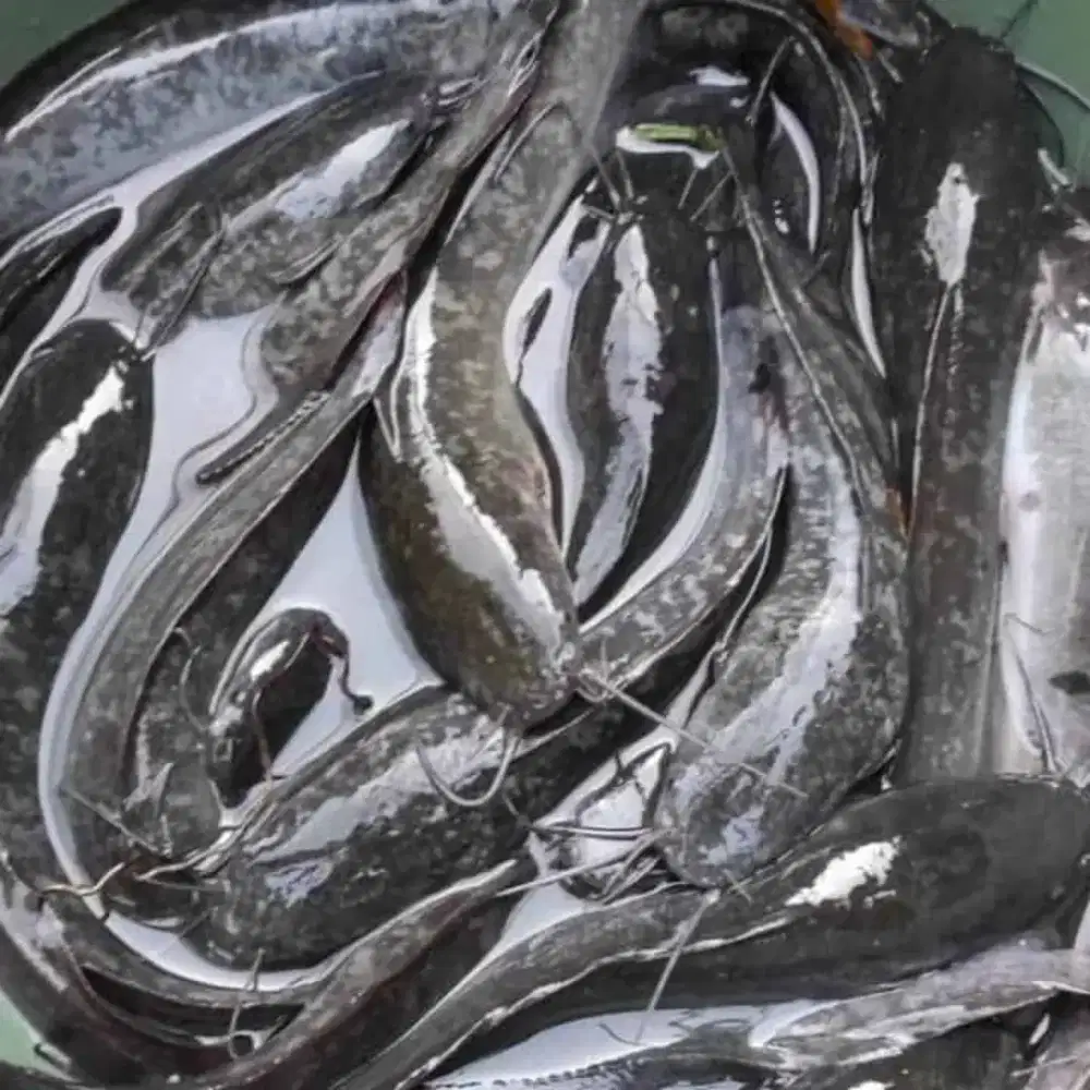 Ikan lele konsumsi