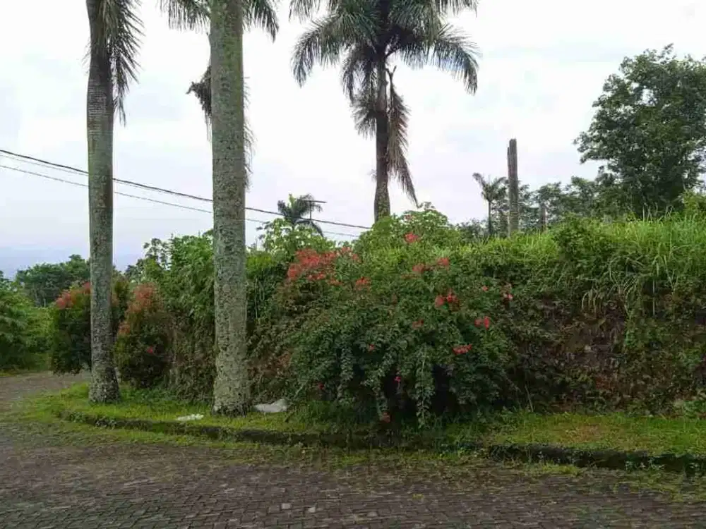 jual cepat tanah puncak buring booring hill side