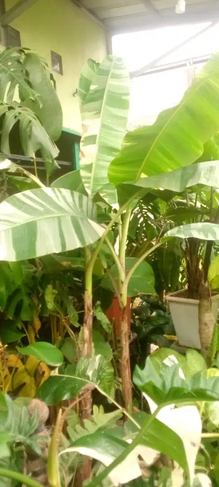 Pohon Pisang Variegata Tinggi 1 Meter Siap Pajang