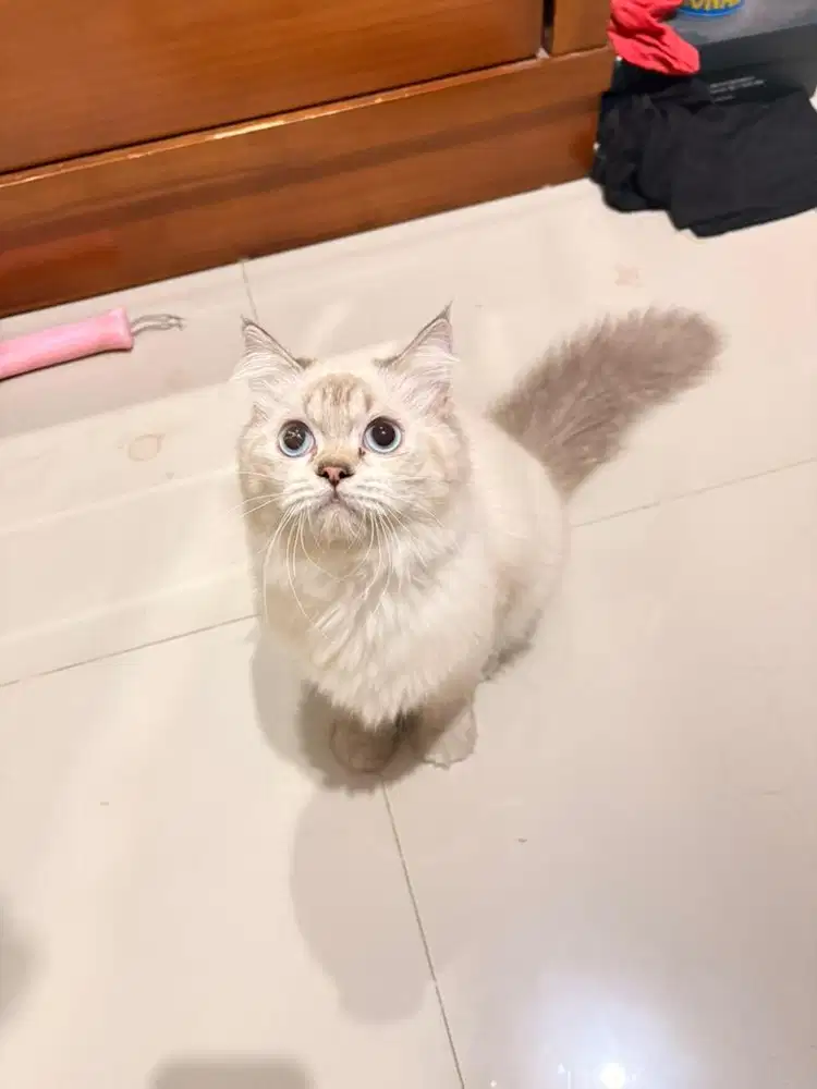 KUCING HIMALAYA x SCOTTISH STRAIGHT