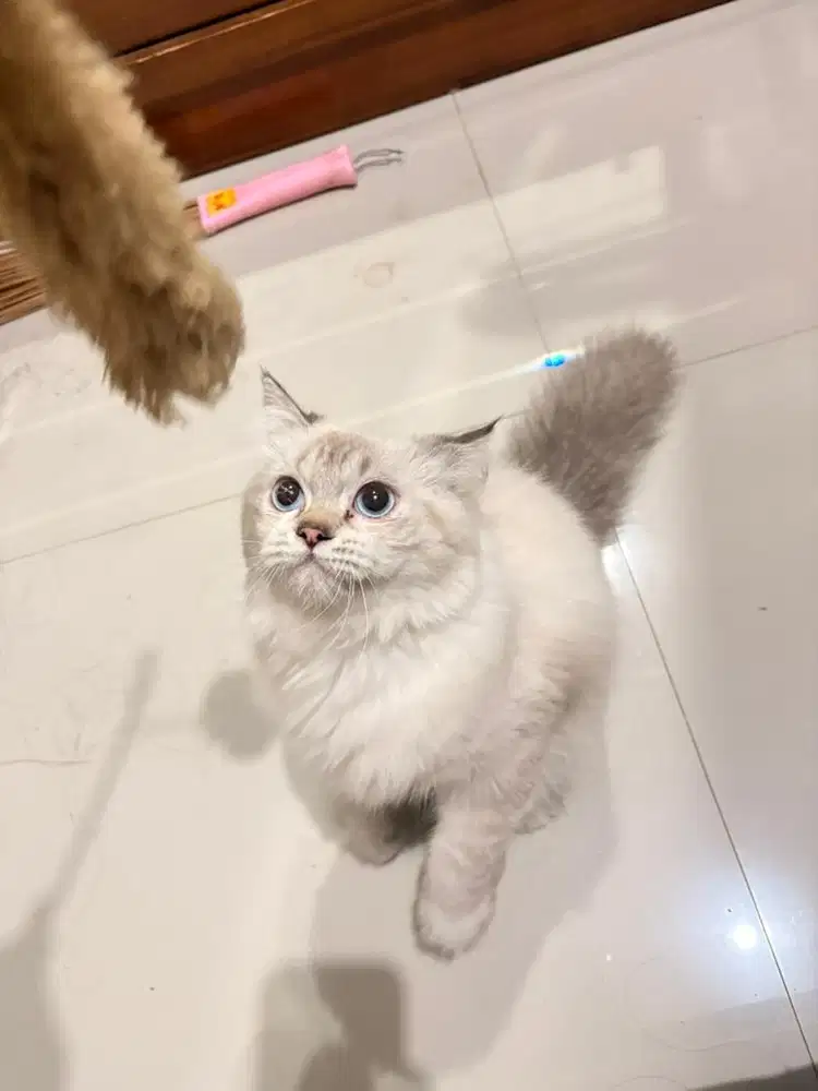 KUCING HIMALAYA x SCOTTISH STRAIGHT
