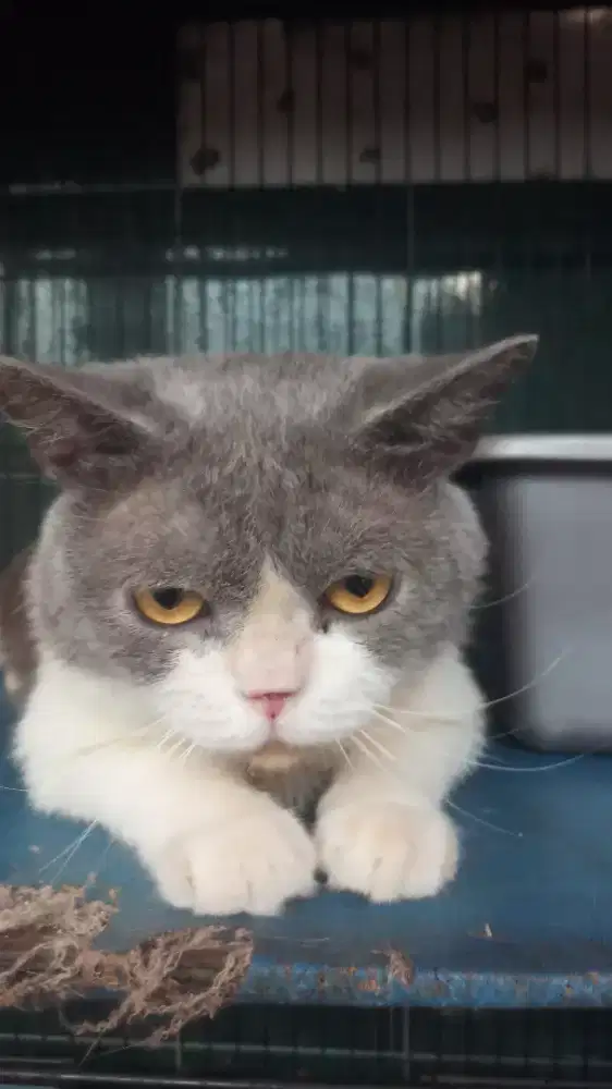 Kucing Bsh Bico blue jantan 9 bln