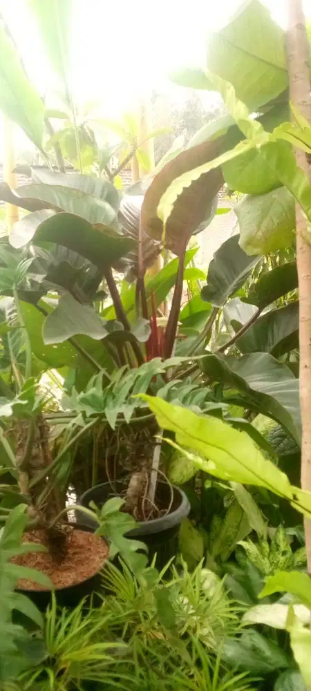 Tanaman Red Cardinal