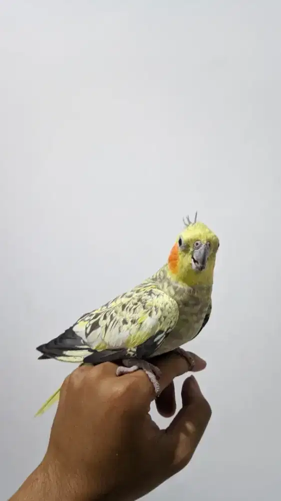 Burung falk / parkit australia