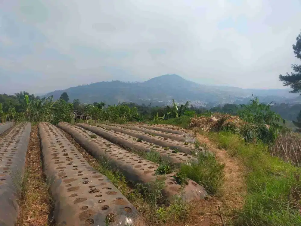 tanah kebun pinggir jalan murah 700 ratus ribuan view bagus Lembang bandung