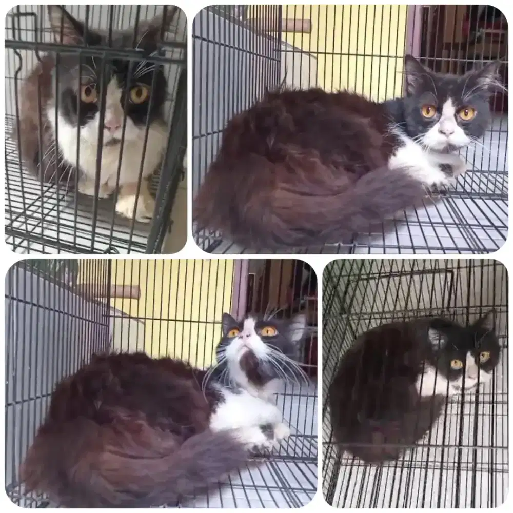 Persia jantan dewasa