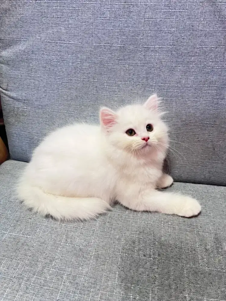 kucing kitten anakan anggora persia ragdoll himalaya mainecoon