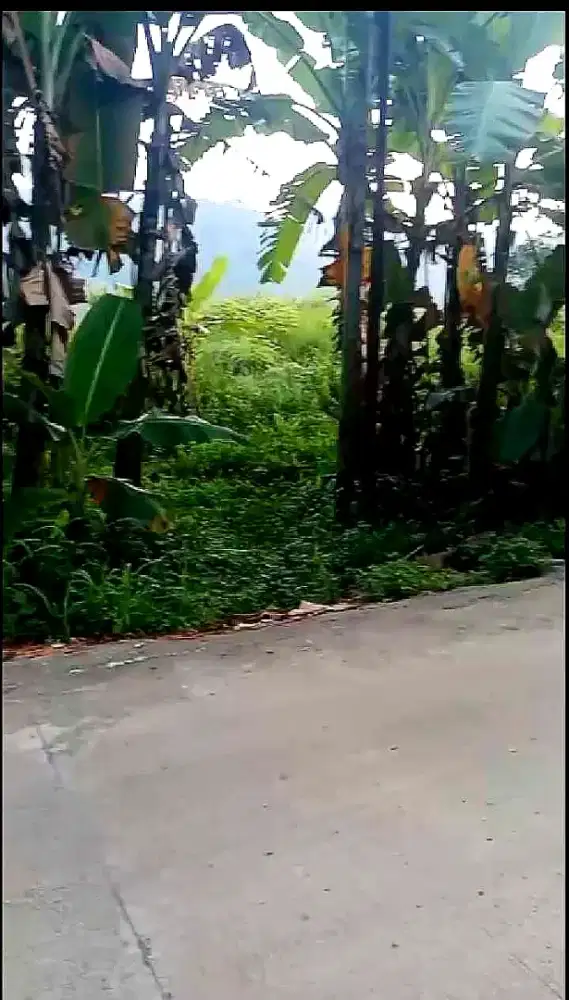 Tanah Murah 200 RB/m², View Sawah & Pegunungan di Rumpin Bogor