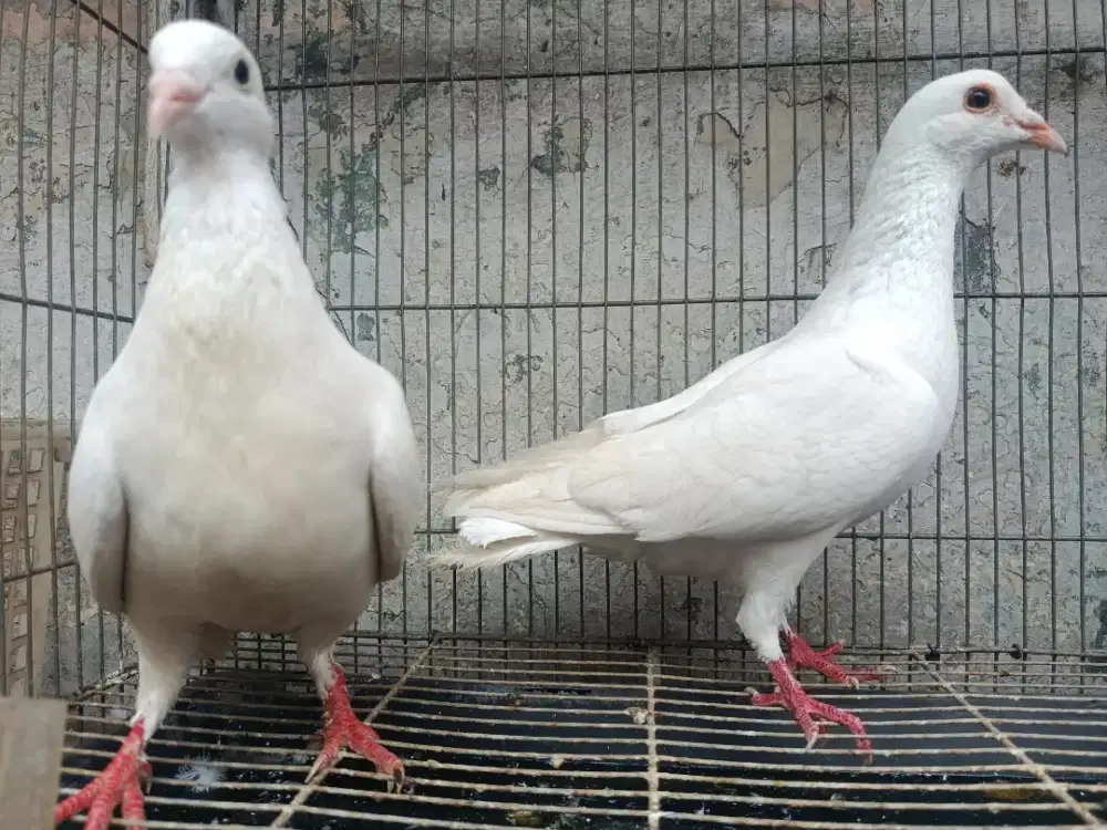 Merpati POS Putih Sepasang