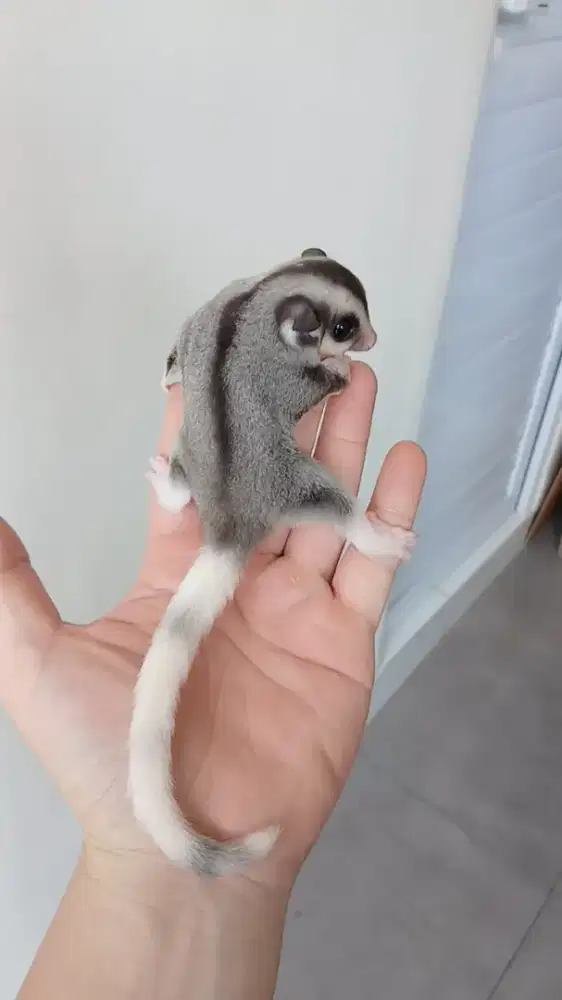 Sugar glider joey mozaic