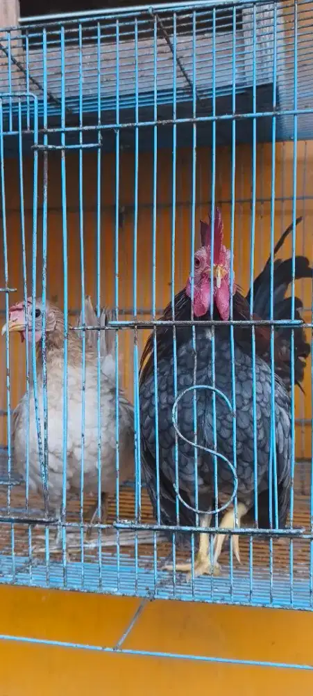 Dijual ayam kate sepasang jantan dan betina