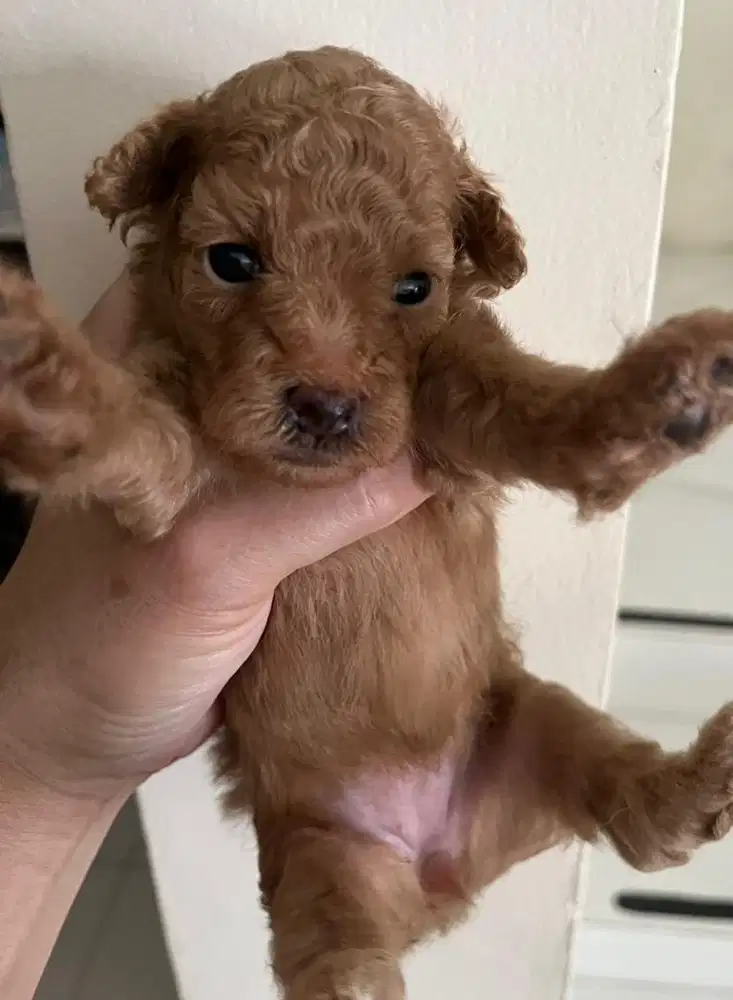 Maltipoo puppy lucu